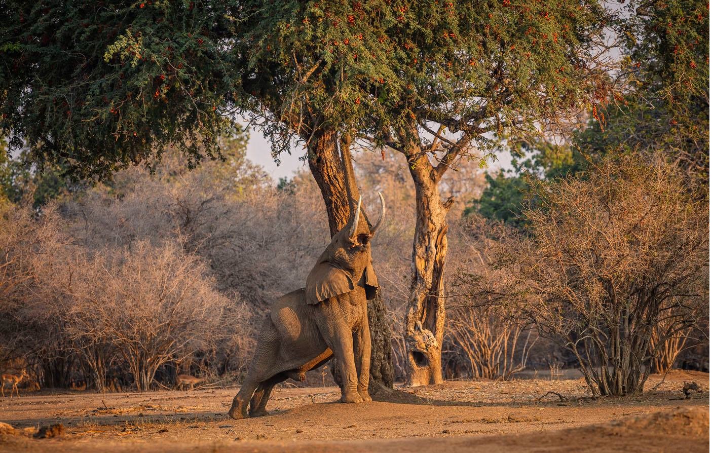 Mana Pools, Matusadonha, Hwange NP and Victoria Falls 11 Days Safari